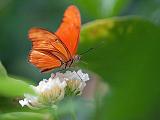 Orange Butterfly_28219